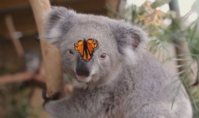 butterfly photobombs koala at australian wildlife park butterfly photobombs koala at australian wildlife park