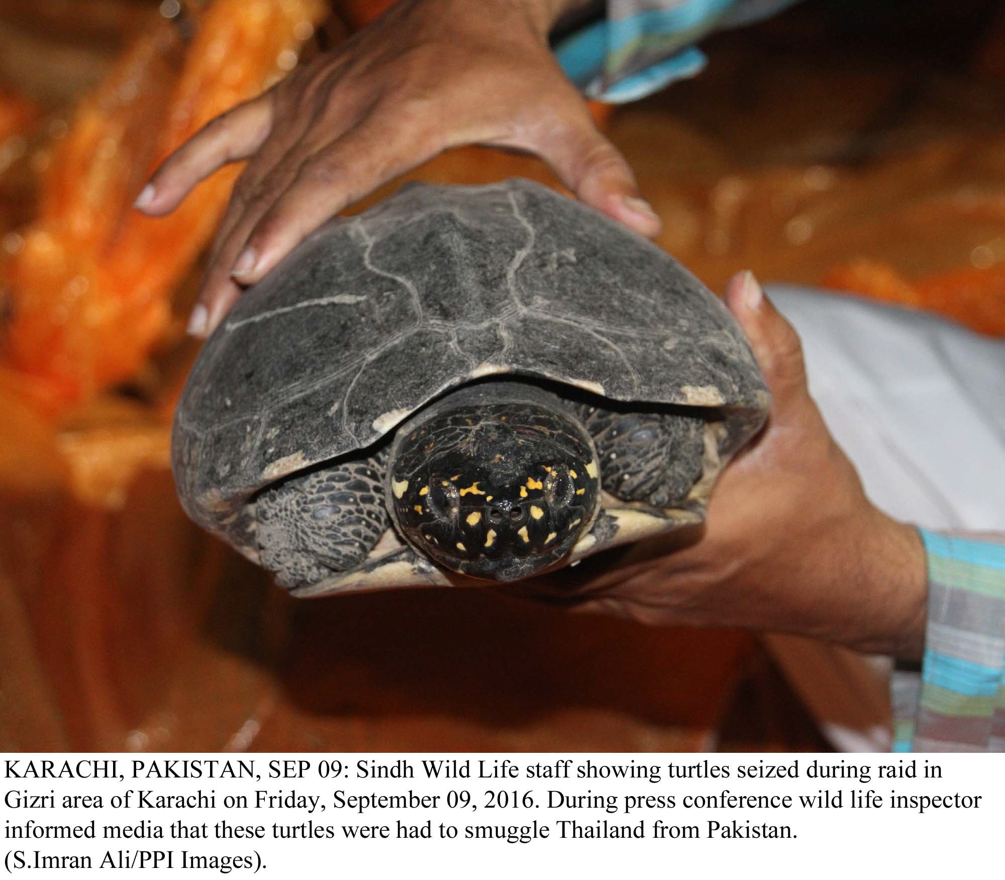 rashid garra a social rights activist from multan said hunting of freshwater turtles was banned after a survey in 2007 for protecting the species photo ppi