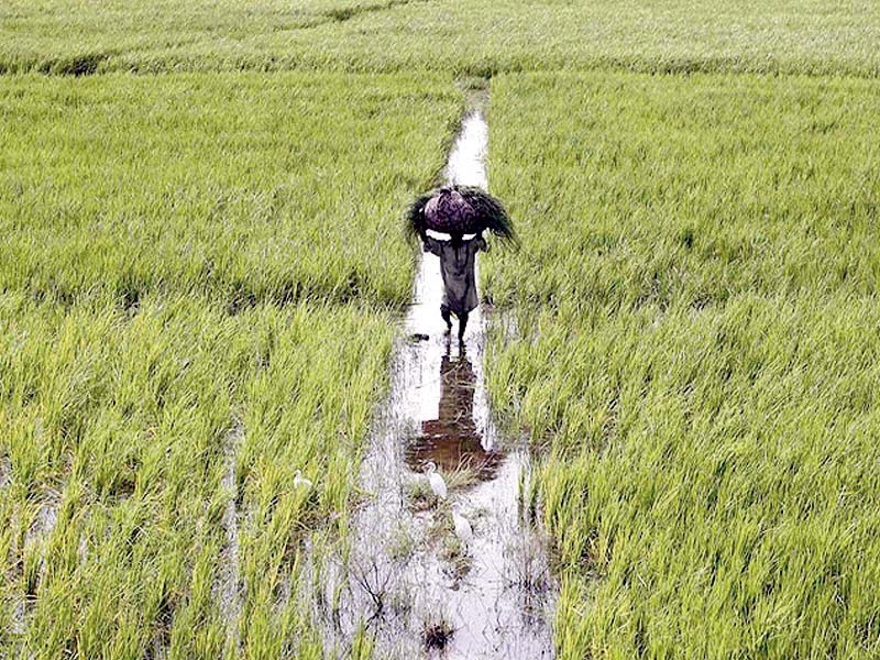 most farmers still rely on traditional methods photo file