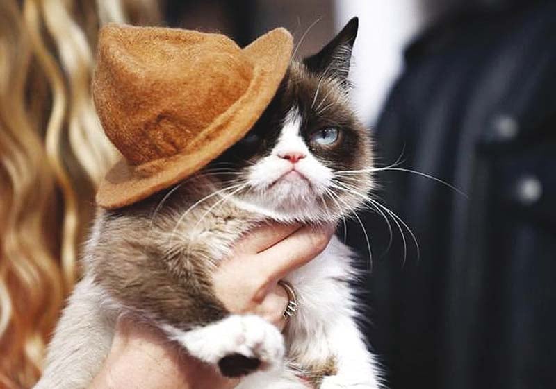 grumpy cat went viral in 2012 after her permanent scowl became meme worthy fodder photo reuters