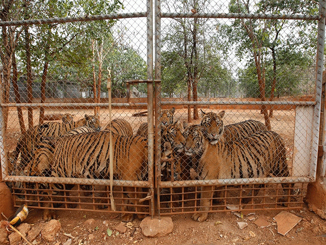 big cats sell fast on facebook big cats sell fast on facebook