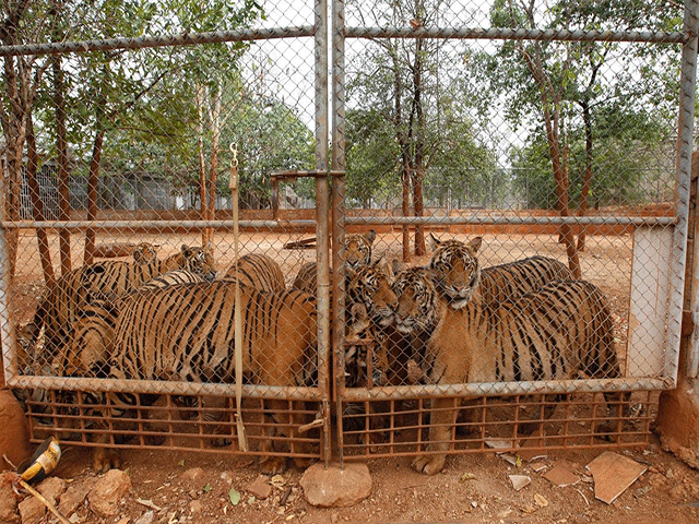 tiger tourism has come under increased scrutiny after wildlife authorities found dead cubs while rescuing animals from the famous tiger temple photo reuters