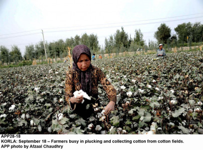 pakistan expects cotton production to hit 11 39m bales