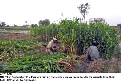 interest free govt to give loans to 500 000 farmers interest free govt to give loans to 500 000 farmers