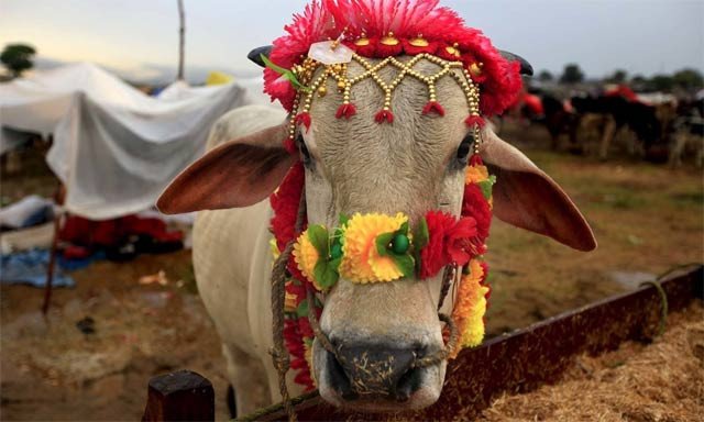 however some animals are more equal than others photo reuters however some animals are more equal than others photo reuters