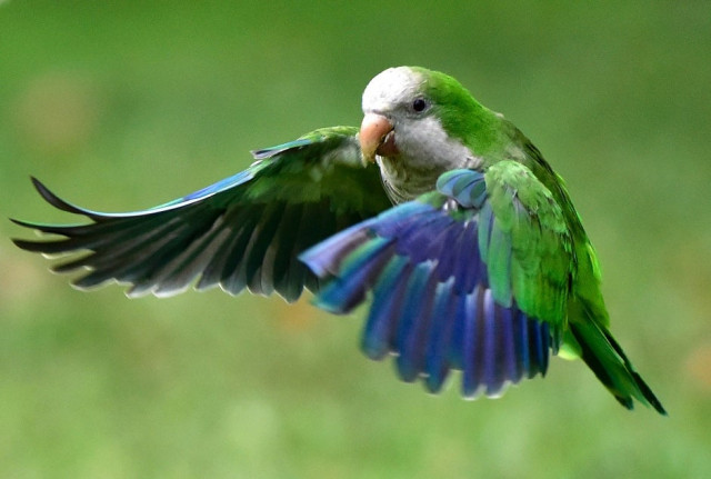 the small bright green and grey breasted birds first arrived in spain in cages as entertaining pets photo afp the small bright green and grey breasted birds first arrived in spain in cages as entertaining pets photo afp