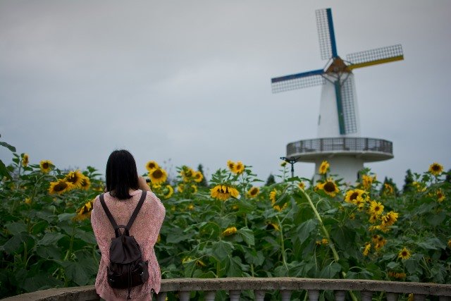 windmill sunflowers chinese hipster photo credit small grass
