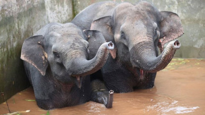 helicopter and digger used to rescue trapped elephants in china