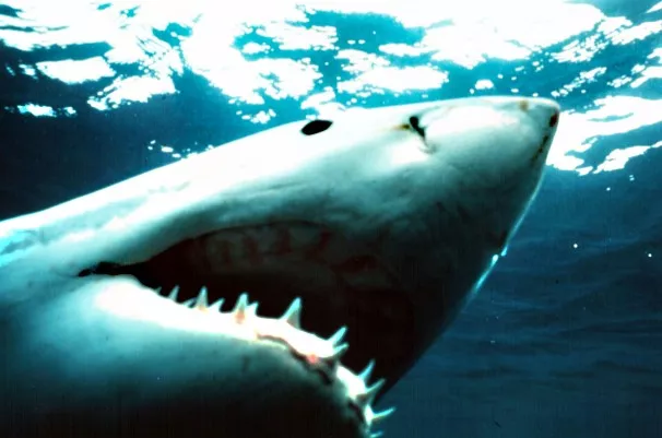 550kg shark was already dead when it was retrieved from the water photo reuters file 550kg shark was already dead when it was retrieved from the water photo reuters file