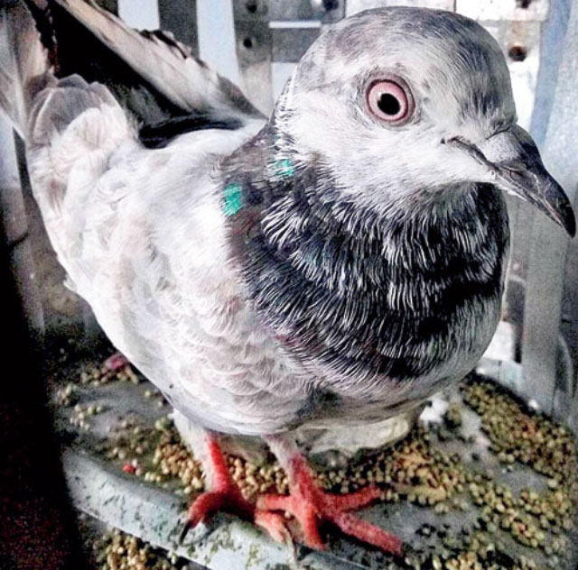 photo shows a 039 pakistani 039 pigeon being kept under a cage inside india 039 s bamial police station photo pti