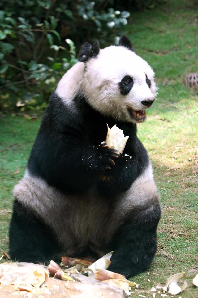 jia jia was put down after her health rapidly deteriorated over the last two weeks