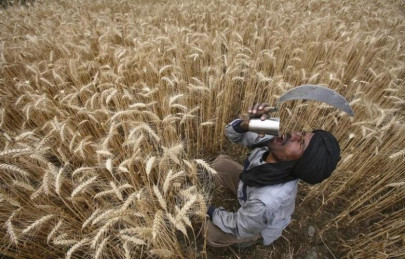as india s granary exhausts groundwater farmers eye new crops