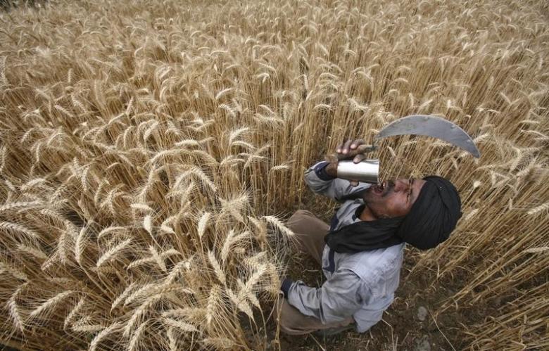 a labourer drinks water while harvesting wheat crop at a field in jhanpur village of the northern indian state of punjab april 18 2012 photo reuters