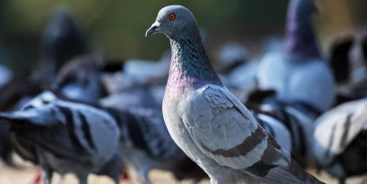 jailbird india releases pigeon accused of spying for china jailbird india releases pigeon accused of spying for china