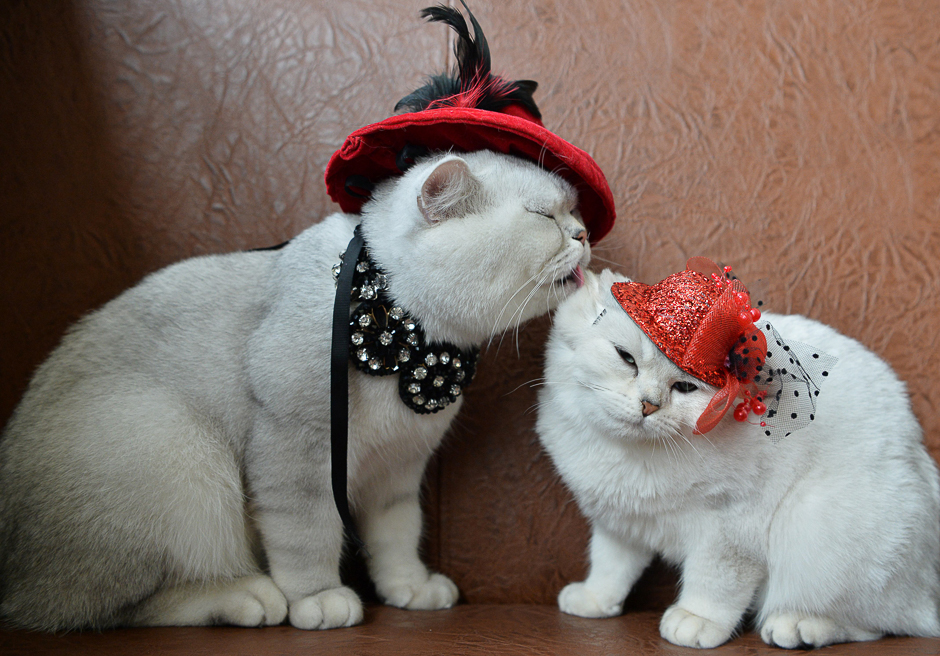 two scottish shorthair cats dressed with red hats are pictured during a cat exhibition in bishkek photo afp