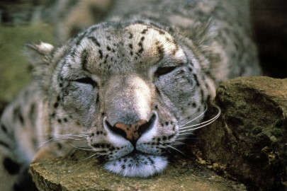 13 incredible pictures to mark international snow leopard day