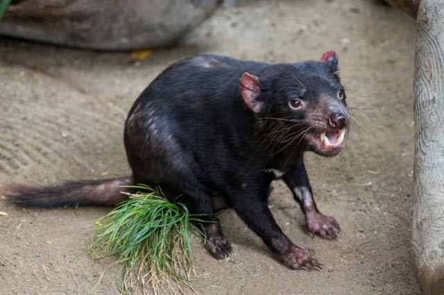 tasmanian devil photo reuters