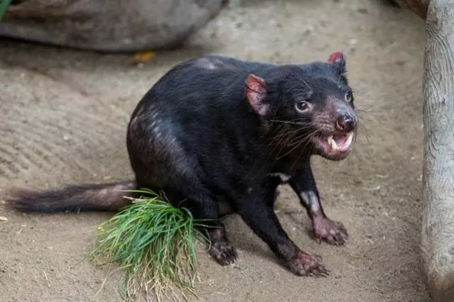 tasmanian devil photo reuters tasmanian devil photo reuters