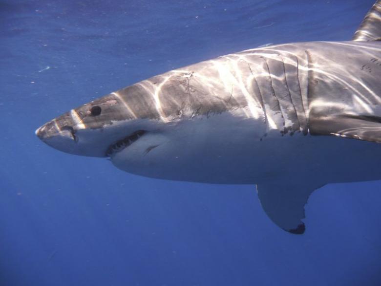 sharks are beautiful diver says despite narrow escape