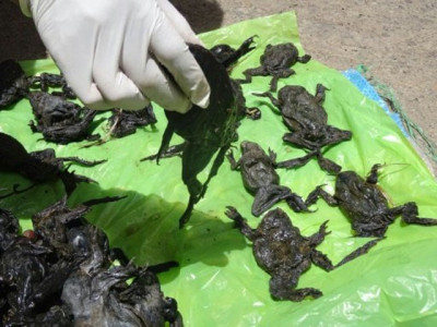 10 000 endangered frogs die in peru