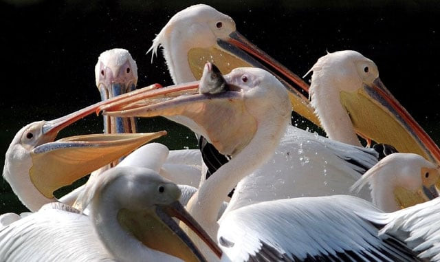 new delhi zoo has temporarily closed after two birds died of bird flu photo afp new delhi zoo has temporarily closed after two birds died of bird flu photo afp