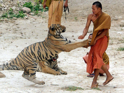 man eating tiger shot dead in india