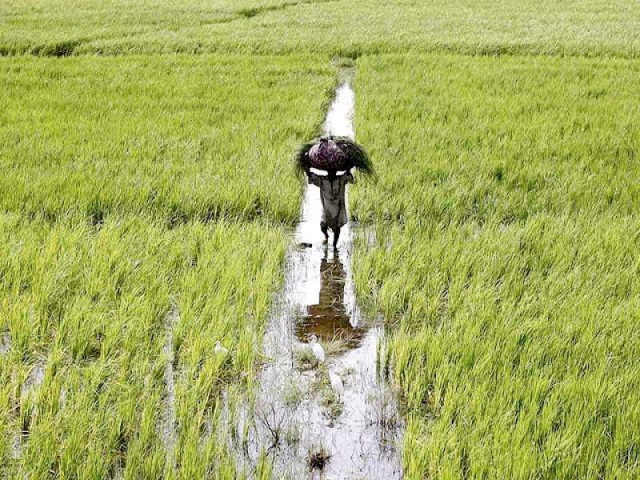 the agro sector was vulnerable due to the adverse impact of climate changes which was affecting the struggle to ensure food security photo file