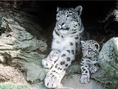 warmer temperatures threaten snow leopards warmer temperatures threaten snow leopards