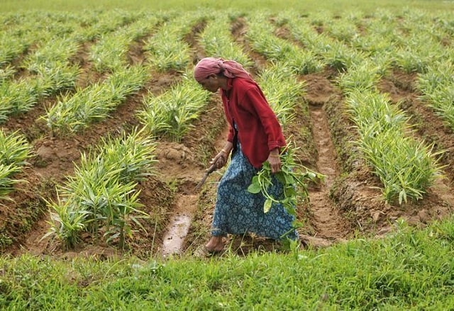 a farm labourer weeds a ginger field in nagarally village in karnataka india photo reuters