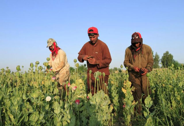 afghan men gather raw opium on a poppy field on the outskirts of jalalabad in this april 28 2015 photo reuters parwiz