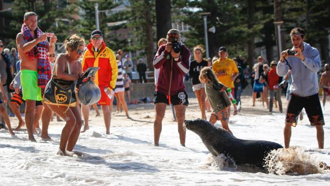 experts say people got way too close when the seal beached at manly photo daily telegraph