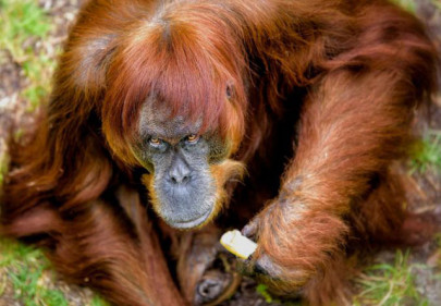 perth zoo s puan the orangutan becomes oldest in world