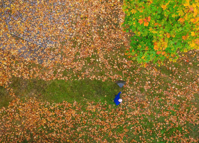 a drone picture shows a man who rakes colorful autumn leaves on a meadow under a maple tree in brandenburg eastern germany on oct 10 photo afp
