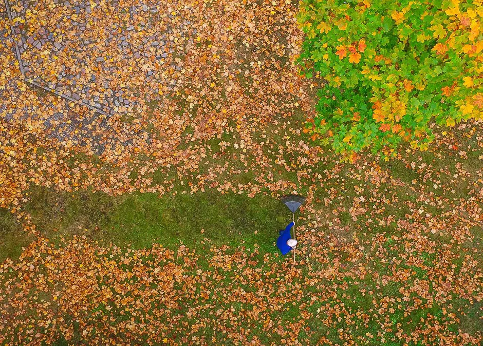 a drone picture shows a man who rakes colorful autumn leaves on a meadow under a maple tree in brandenburg eastern germany on oct 10 photo afp
