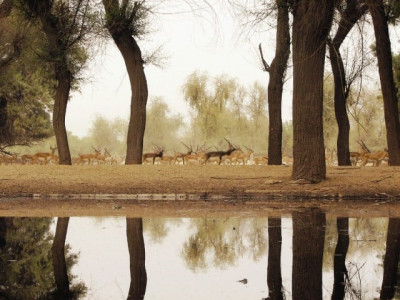 natural habitat kanwal lake being restored