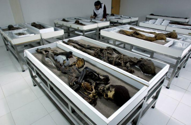 chinchorro mummies are seen inside azapa 039 s san miguel museum in arica city north santiago photo reuters chinchorro mummies are seen inside azapa 039 s san miguel museum in arica city north santiago photo reuters
