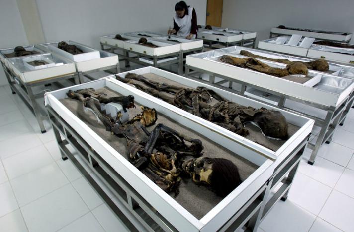 chinchorro mummies are seen inside azapa 039 s san miguel museum in arica city north santiago photo reuters