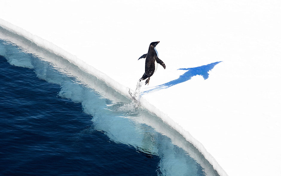 an adelie penguin jumps onto the ice in the ross sea in antarctica the world 039 s largest marine reserve aimed at protecting the pristine wilderness of antarctica will be created after a quot momentous quot agreement was finally reached on october 28 2016 with russia dropping its long held opposition photo afp