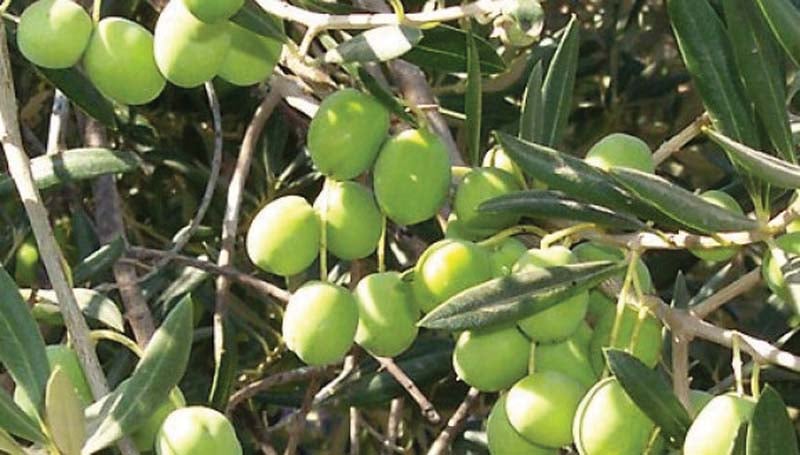 agriculture official says govt is offering 70 subsidy on olive cultivation photo file