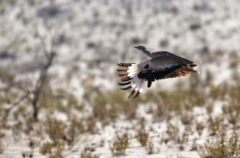 experts fear that without proper measures bustards may soon become endangered photos file