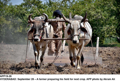 negligence of staff 13 buffaloes die at aari farms in faisalabad