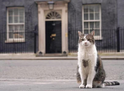 real uk prime minister larry the cat real uk prime minister larry the cat