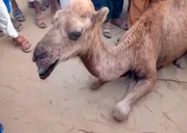 camel tortured by landlord undergoes major surgery camel tortured by landlord undergoes major surgery