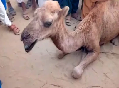 tortured camel undergoing treatment tortured camel undergoing treatment