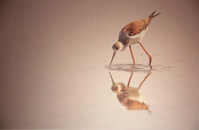 through the lens admire the birds of sindh through the lens admire the birds of sindh