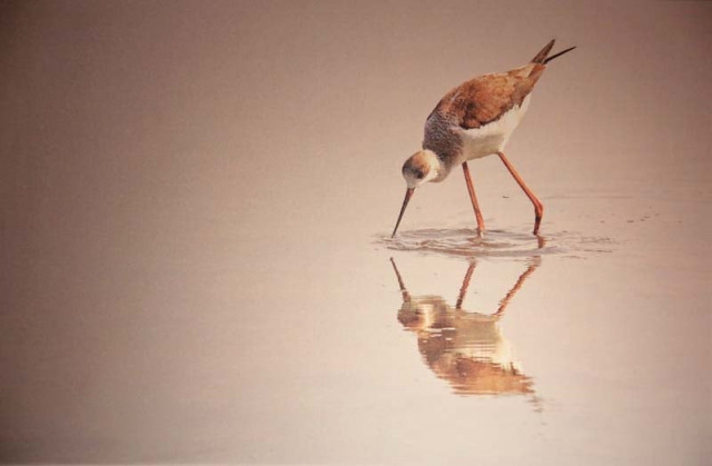 the pictures at the exhibition are for sale and will also be exhibited at the alliance francaise on november 18 and 19 photos ayesha mir express
