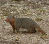 mongoose bite triggers first rabies death of 2026 mongoose bite triggers first rabies death of 2026