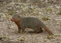 mongoose bite triggers first rabies death of 2026 mongoose bite triggers first rabies death of 2026