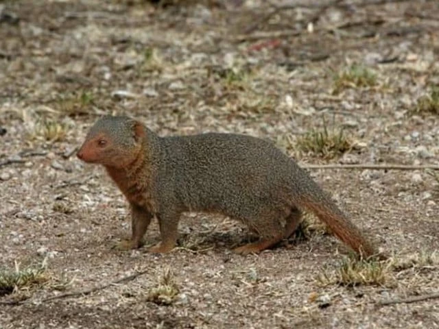 Mongoose bite triggers first rabies death of 2026