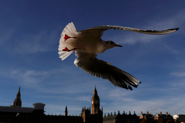 a seagull flies past the houses of parliament in central london britain photo reuters